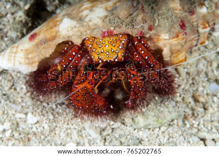 Dardanus calidus is a species of hermit crab from the East Atlantic (Portugal to Senegal) and Mediterranean Sea