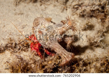 Dardanus calidus is a species of hermit crab from the East Atlantic (Portugal to Senegal) and Mediterranean Sea