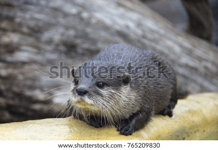 British River Otter 