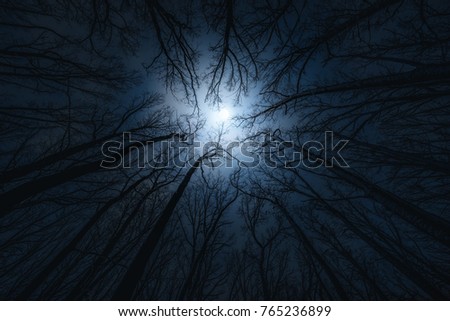 Beautiful night sky, the moon and the trees. Elements of this image furnished by NASA.