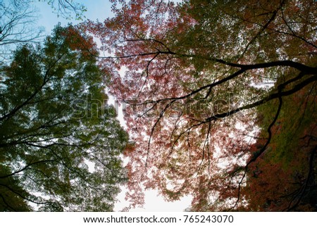 Colorful autumn scene in Japan