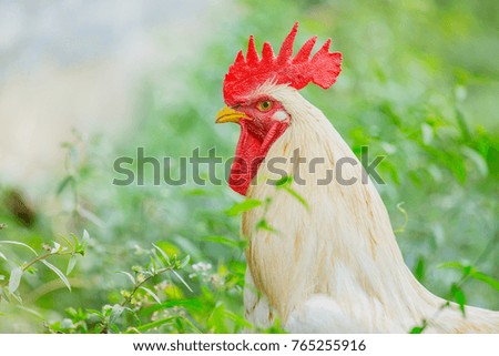 close up portrait white rooster (chickens) on lawn in farm