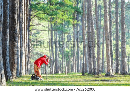 Female photographer wearing red dress take photo the pine forest is a large row of corridors.