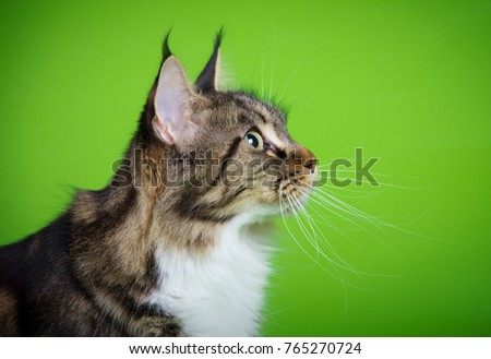 cat breed Maine Coon on a green background sits Royalty-Free Stock Photo #765270724