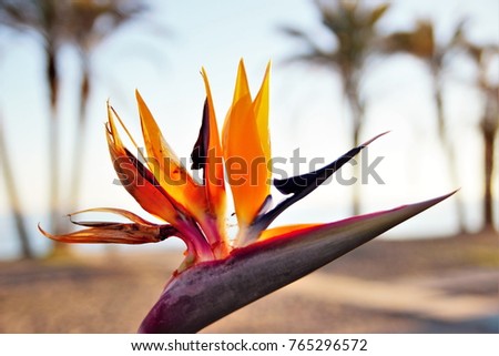 The bird of paradise flower, spring, background, flowers, flower, nature, floral, garden, summer, beautiful, landscape, pink, blossom, white, tree, green, sun, field, season, beauty, natural, plant, 
