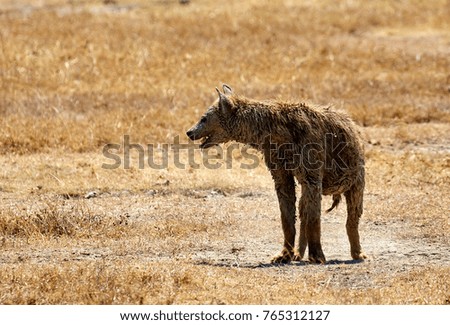 Very muddy spotted hyena at Ngorongoro crater, Tanzania, Africa