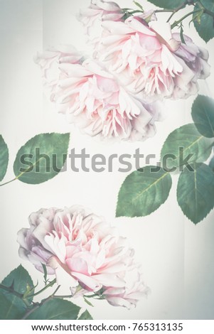 Beautiful, light pink roses in full bloom, close up on light grey, artistic background, instagram style.