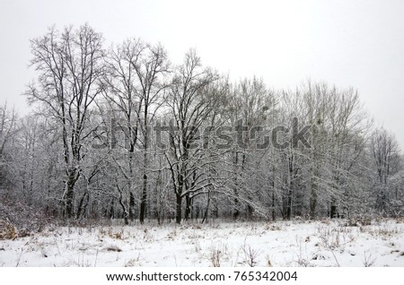 Winter landscape with oak and aspen trees in frost at the snowy forest.