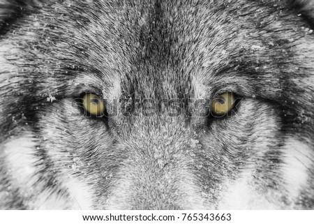 Timber Wolf or Grey Wolf Canis lupus with yellow eyes closeup with direct eye contact in winter snow in Canada