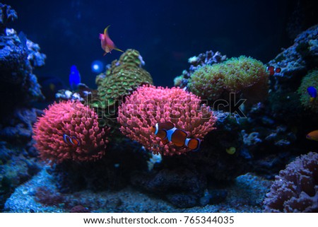 Underwater picture of Clownfish, Nemo fish in Anemone