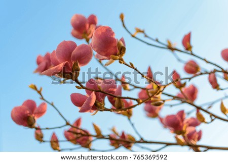 Pink magnolia blooming with blue sky background
