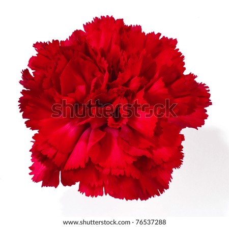 red carnation isolated on white Royalty-Free Stock Photo #76537288