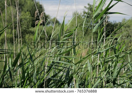 Reeds by the lake.
