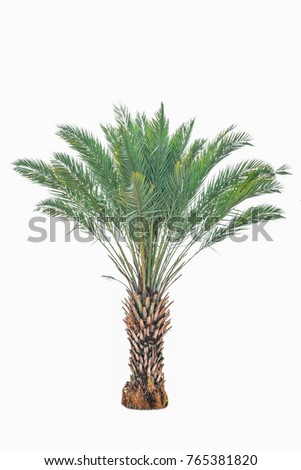Palm trees are growing isolated on white background Royalty-Free Stock Photo #765381820