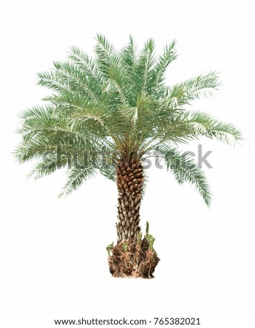 Palm tree isolated on white background Royalty-Free Stock Photo #765382021