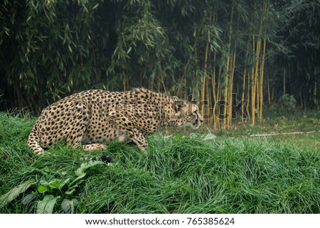 Cheetah stalking its pray in lush green grass with bamboo in the background