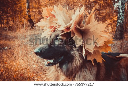 German Shepherd dog in the autumn park