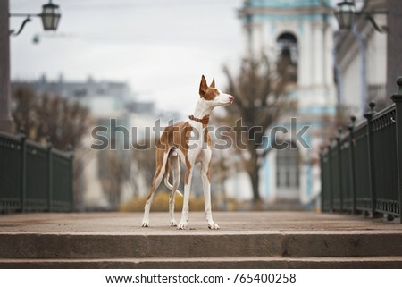 Ibizan hound dog Royalty-Free Stock Photo #765400258