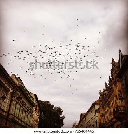 KAPOSVAR, HUNGARY - AUGUST 2016: Flock of birds over the city in cloudy weather. The photo-filter sepia is used.