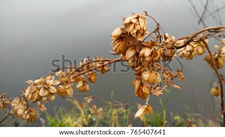 orange withered flowers on the background of water