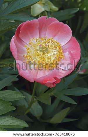 Coral'n Gold Fay peony (Paeonia x Coral'n Gold Fay)