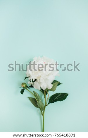Beautiful white peony flower on blue background. Flat lay, top view.