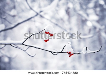winter view of snow fall in a forest and the white snow on the branches of trees