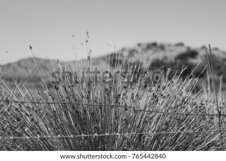 Barbed wire and bushes in black and white photo.