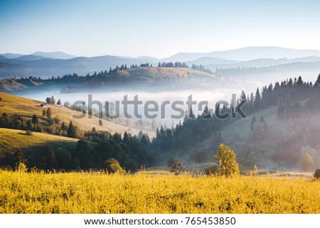 Misty alpine highlands in sunny day. Location Carpathian national park, Ukraine, Europe. Picture of wild area. Scenic image of hiking concept. Superb tourism wallpapers. Explore the beauty of earth.