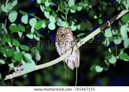 Rinjani Scops owl (Otus jolandae) in Lombok Island, Indonesia