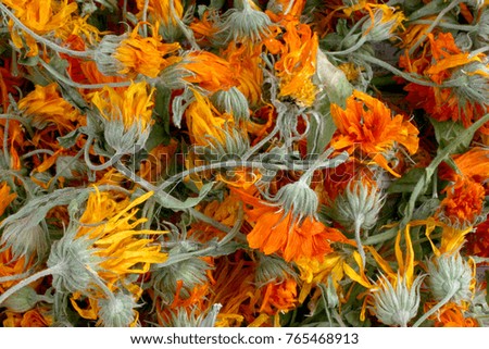 marigold calendula plant pot