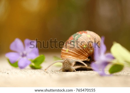 crawling snail, drawing on a shell, in flowers