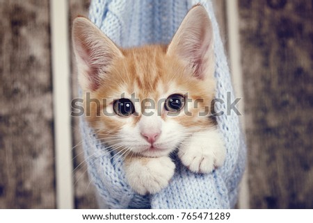 Bengal Kitten Cat