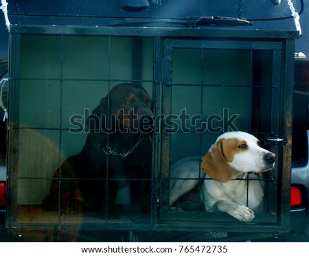 Background for fleecer,puppy’s in a cage watching at something