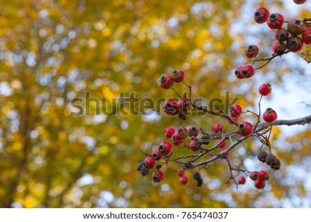 Red berries and yellow leaves on a tree