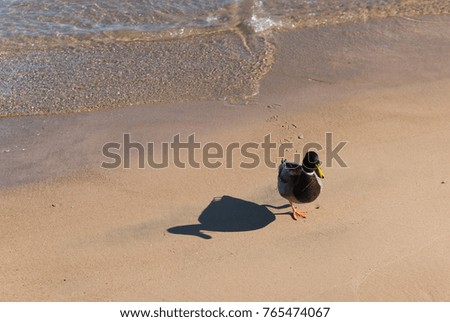 Small duck on a lake beach sand