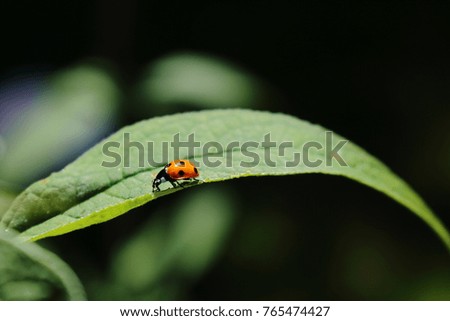Landscape picture of an orange ladybug on a green leaf against a blurry background in summer, captured in Denmark