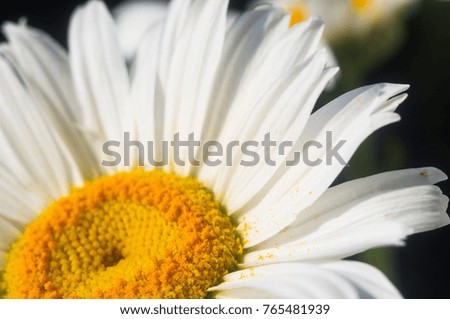 Blooming chamomile, beautiful nature scene, summer background, selective focus, macro photo