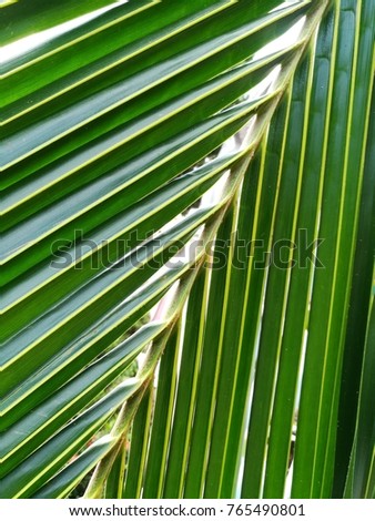 palm leaves with blue sky in early winter of Thailand.
The palm and thorns.