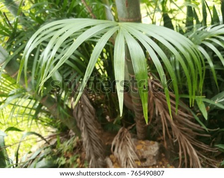 palm leaves with blue sky in early winter of Thailand.
The palm and thorns.