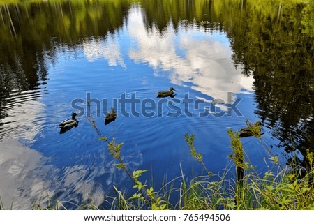 Ducks swimming in the blue water lake