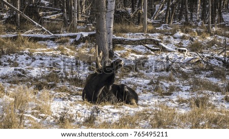 A resting moose in winter