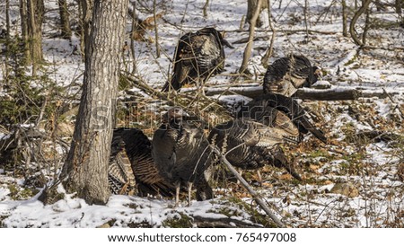Multiple turkeys in the woods