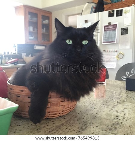 Adorable Black Cat with Green Eyes (Maine Coon) in a Box, Basket, Chair, Stool, Log