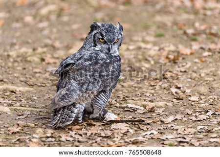 Beautiful owl posing