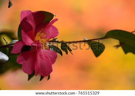 Red flower of Camellia sasanqua in japan