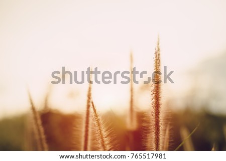 Grass flowers with warm light in the evening.