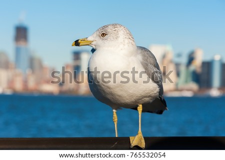 Seagull with manhattan buildings in the background, New York City, USA