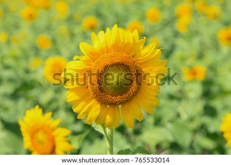 sun flowers of beauty