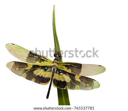 Image of a Variegated Flutterer Dragonfly (Rhyothemis variegata) on white background. Insect Animal.